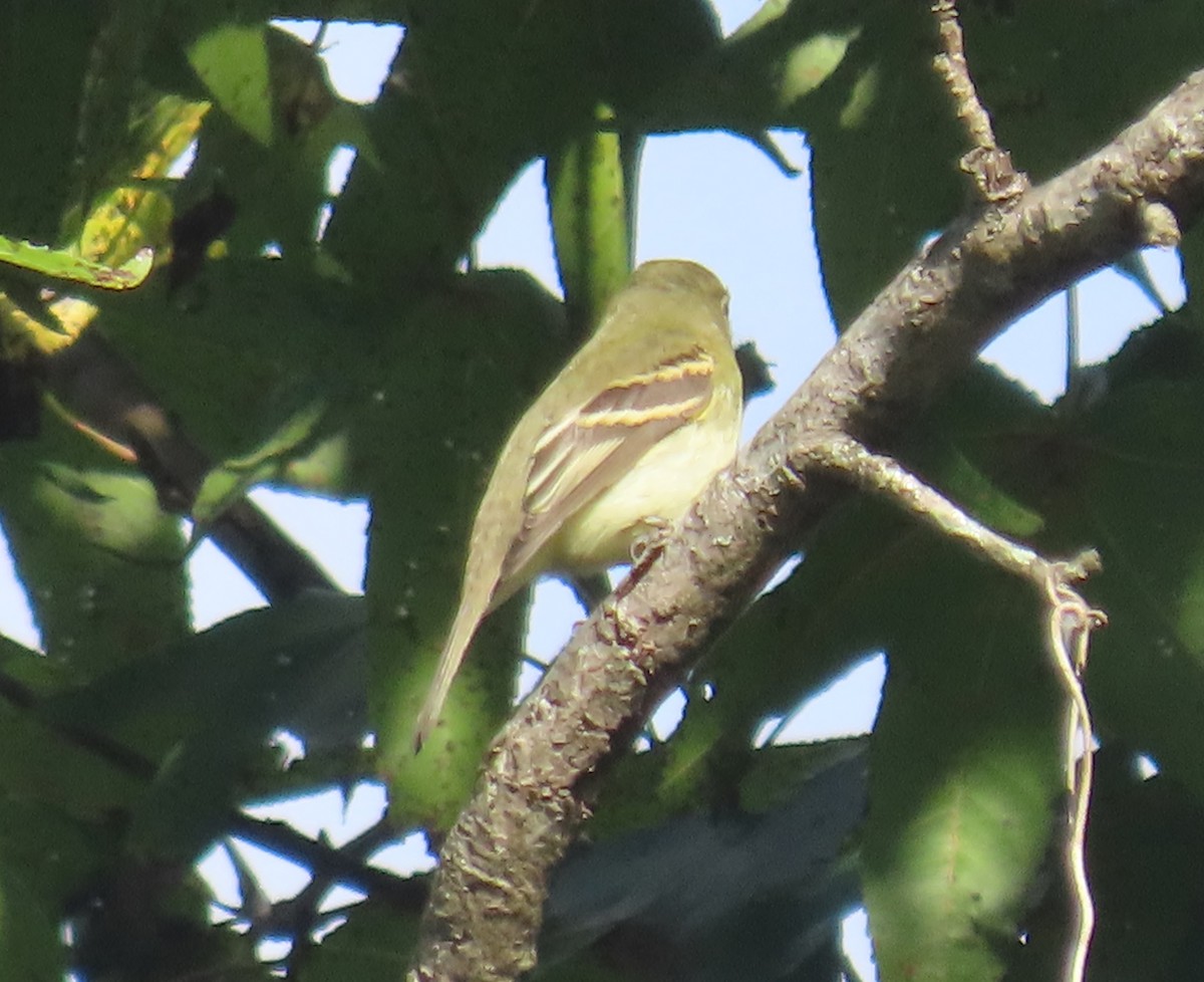 Empidonax sp. - ML642833520