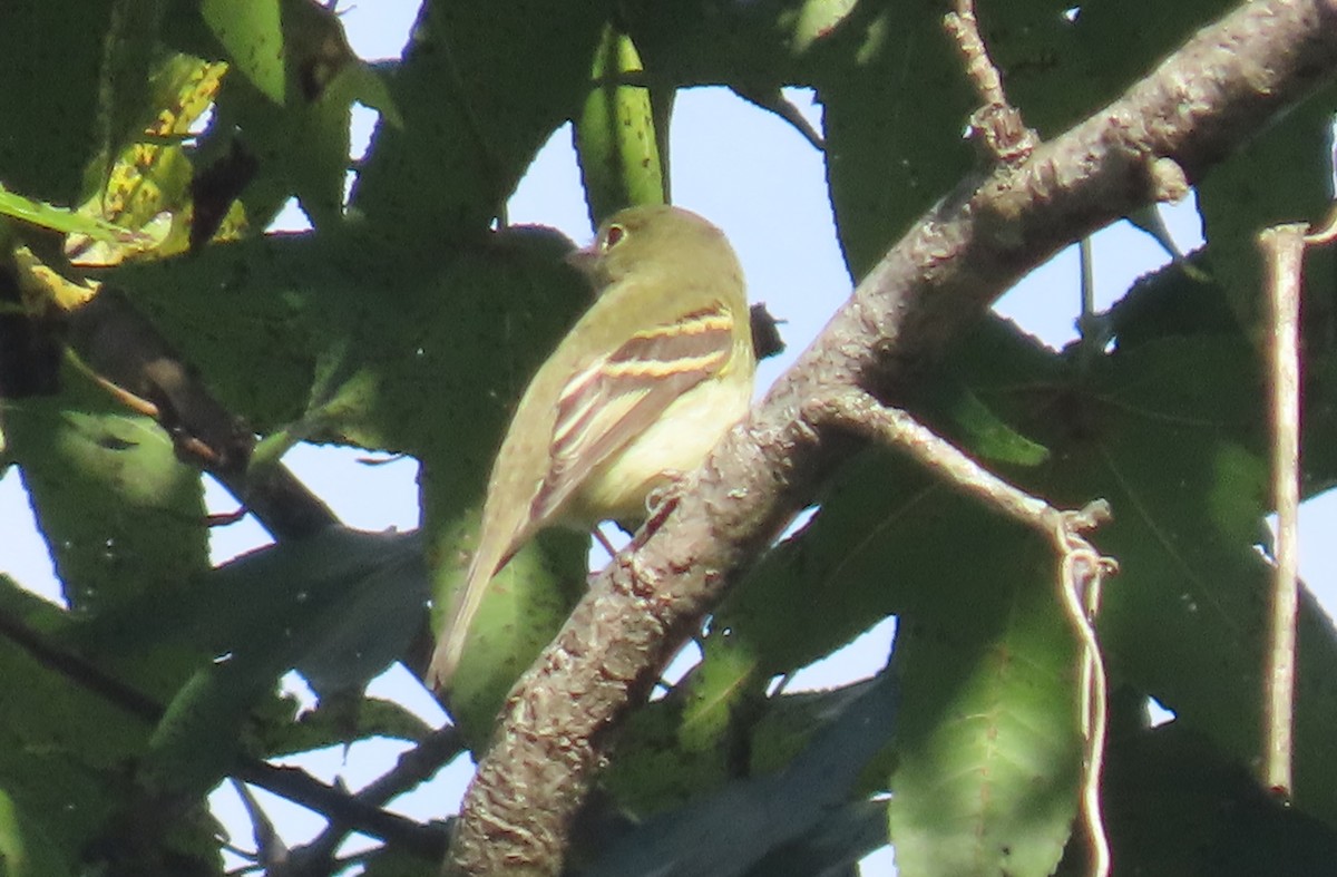 Empidonax sp. - ML642833521