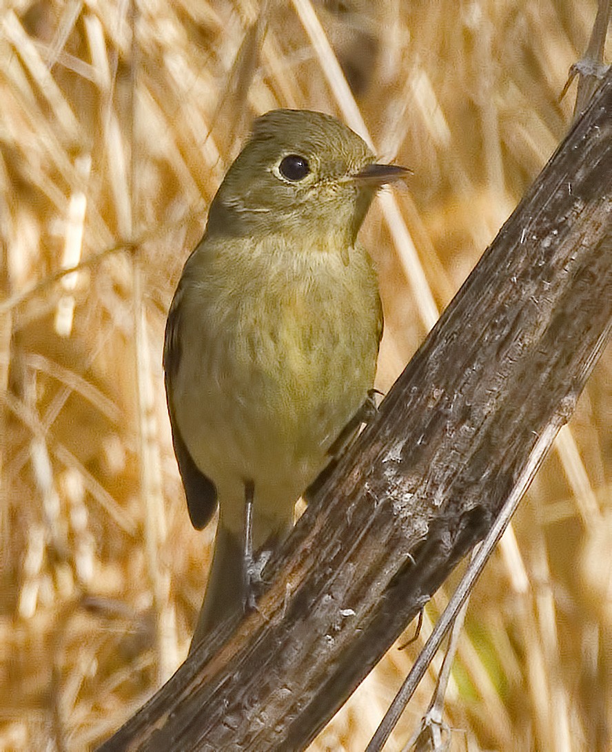 Western Flycatcher - ML642833527