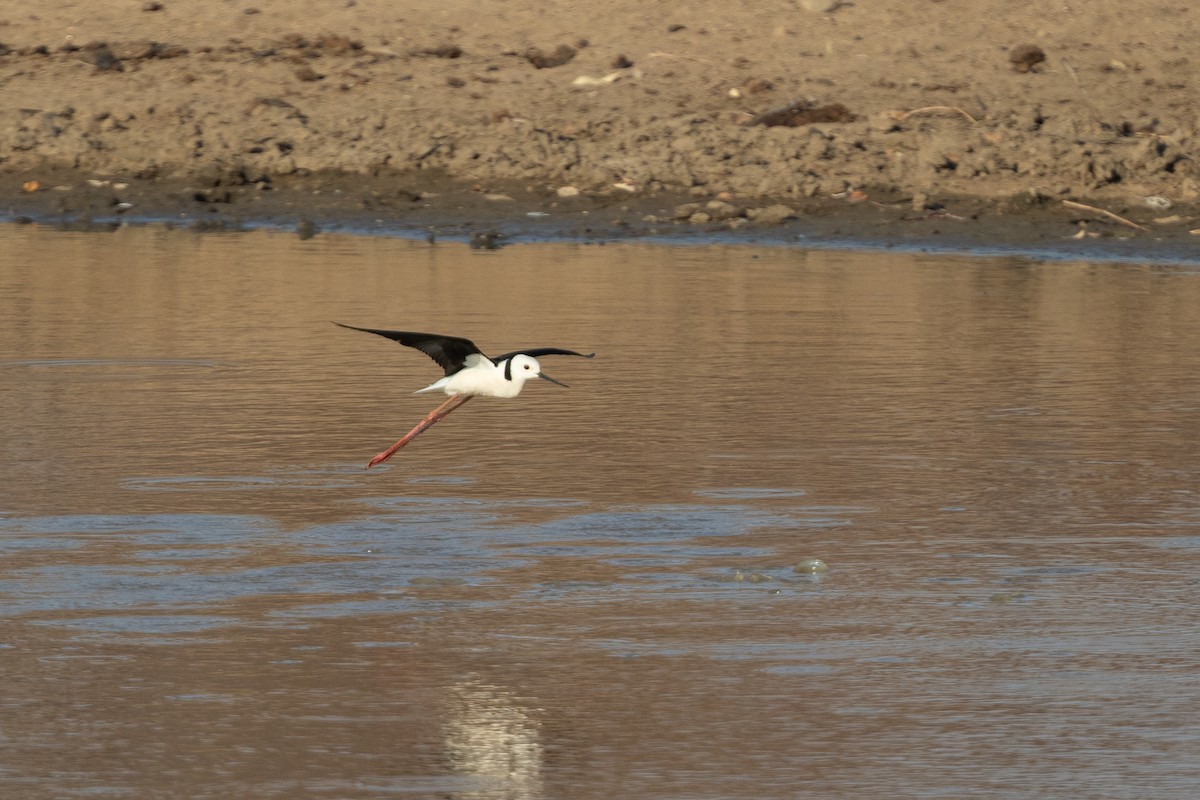 Pied Stilt - ML642833528