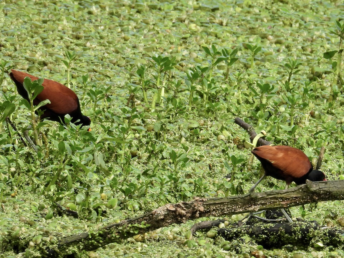 Wattled Jacana - ML642833529