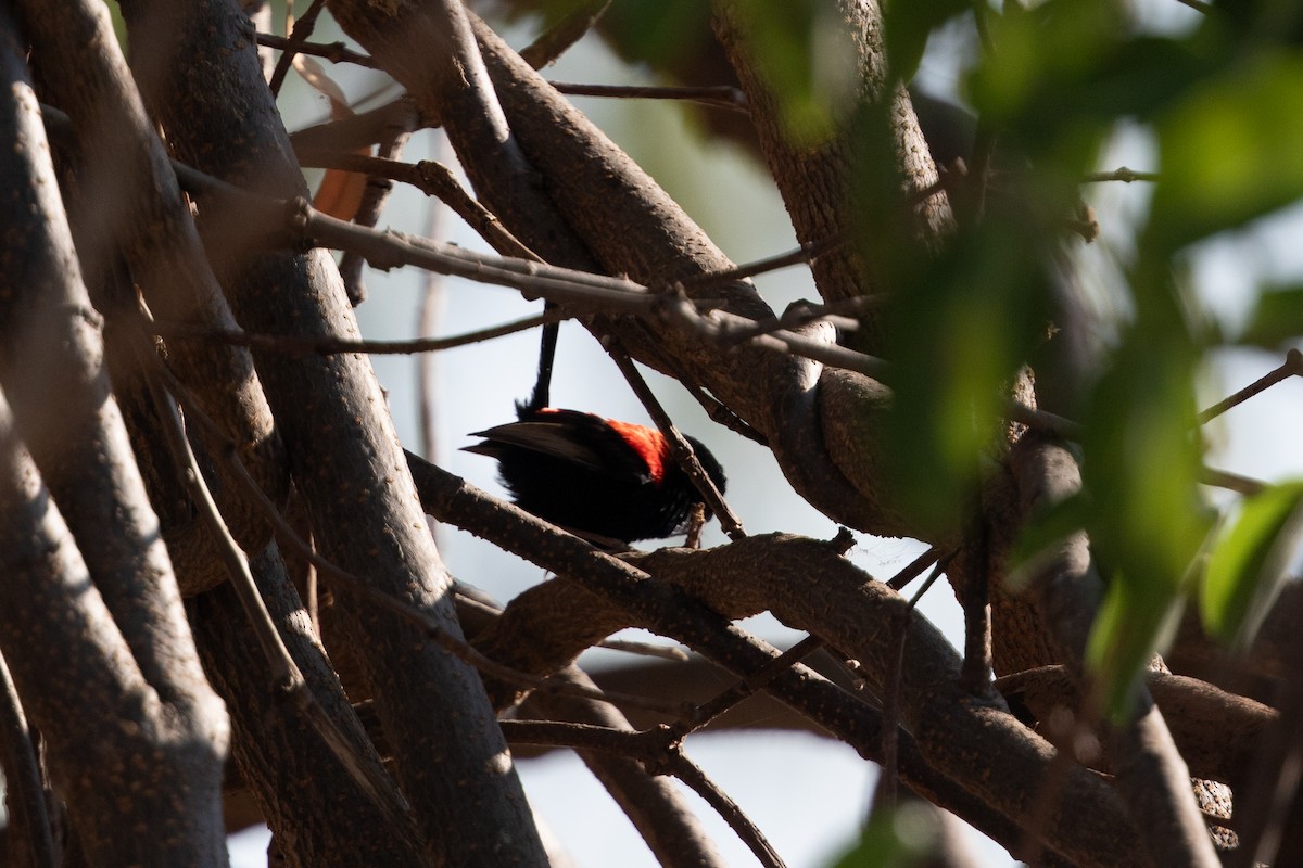 Red-backed Fairywren - ML642833536