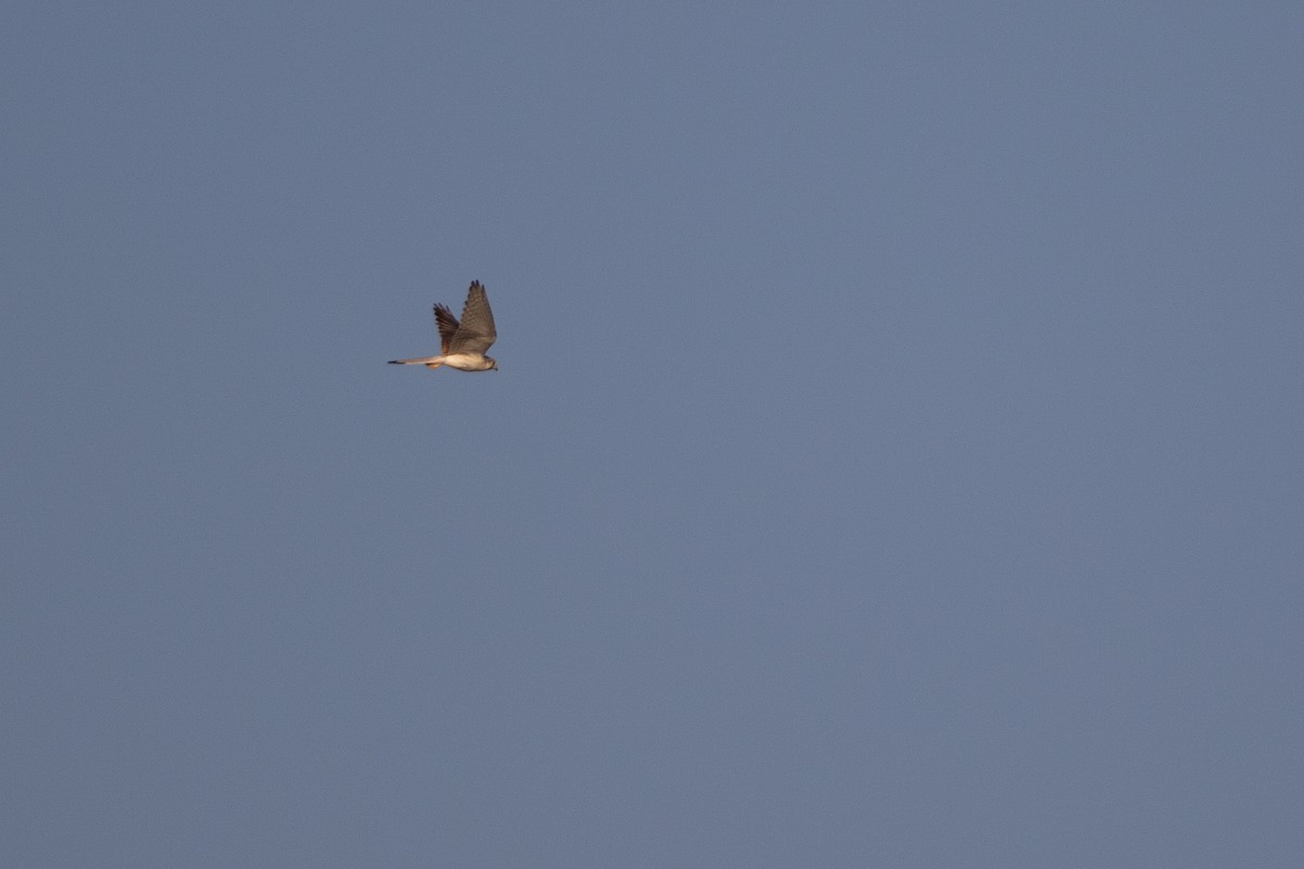 Nankeen Kestrel - ML642833539