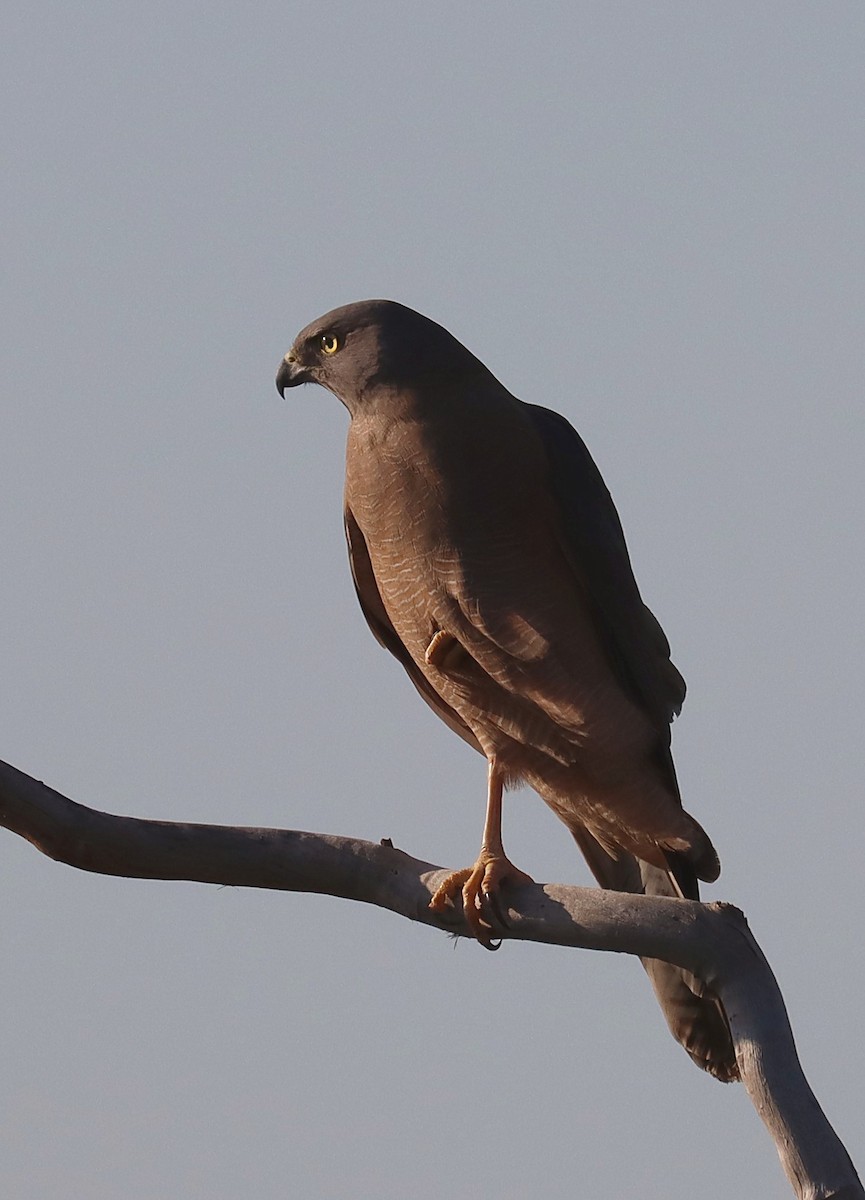 Brown Goshawk - ML642833540