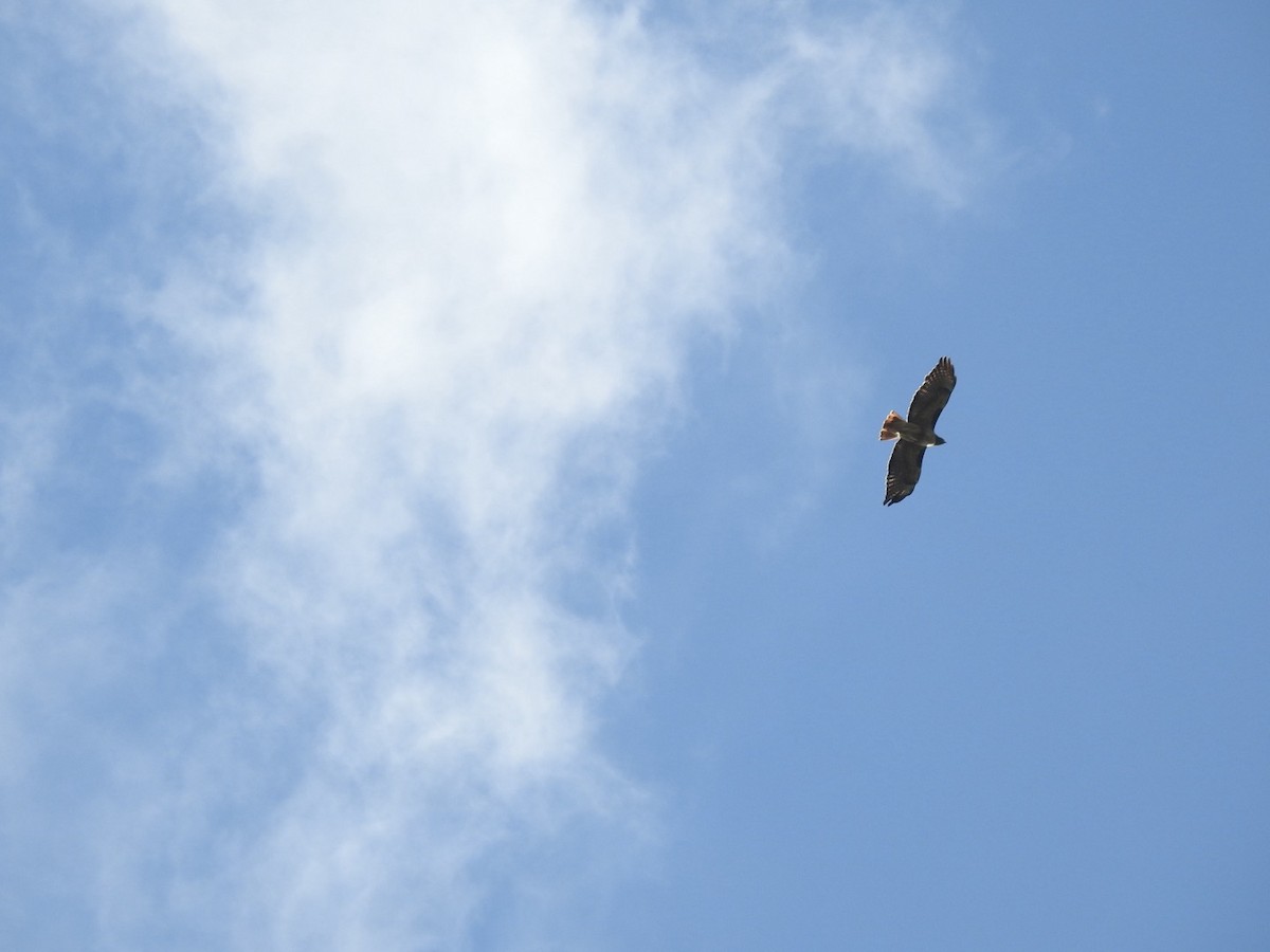 Red-tailed Hawk - ML642833546