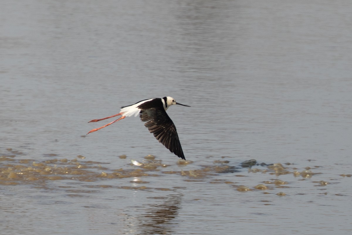 Pied Stilt - ML642833548