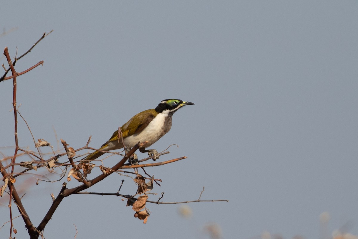 Blue-faced Honeyeater - ML642833551