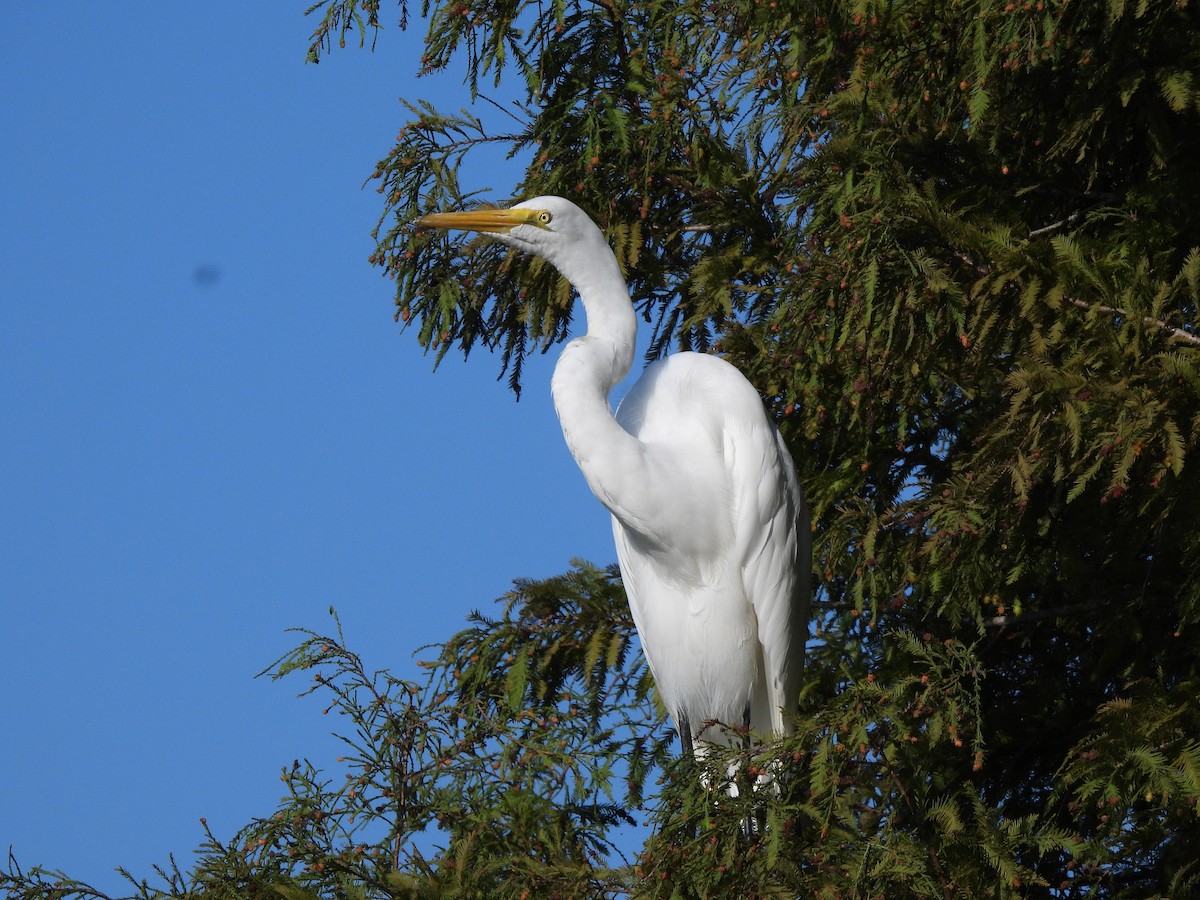 Great Egret - ML642833553