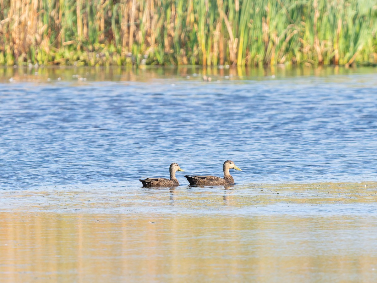 American Black Duck - ML642833555