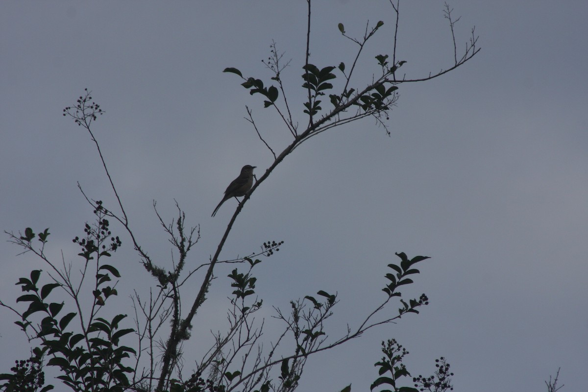 Northern Mockingbird - ML642833569