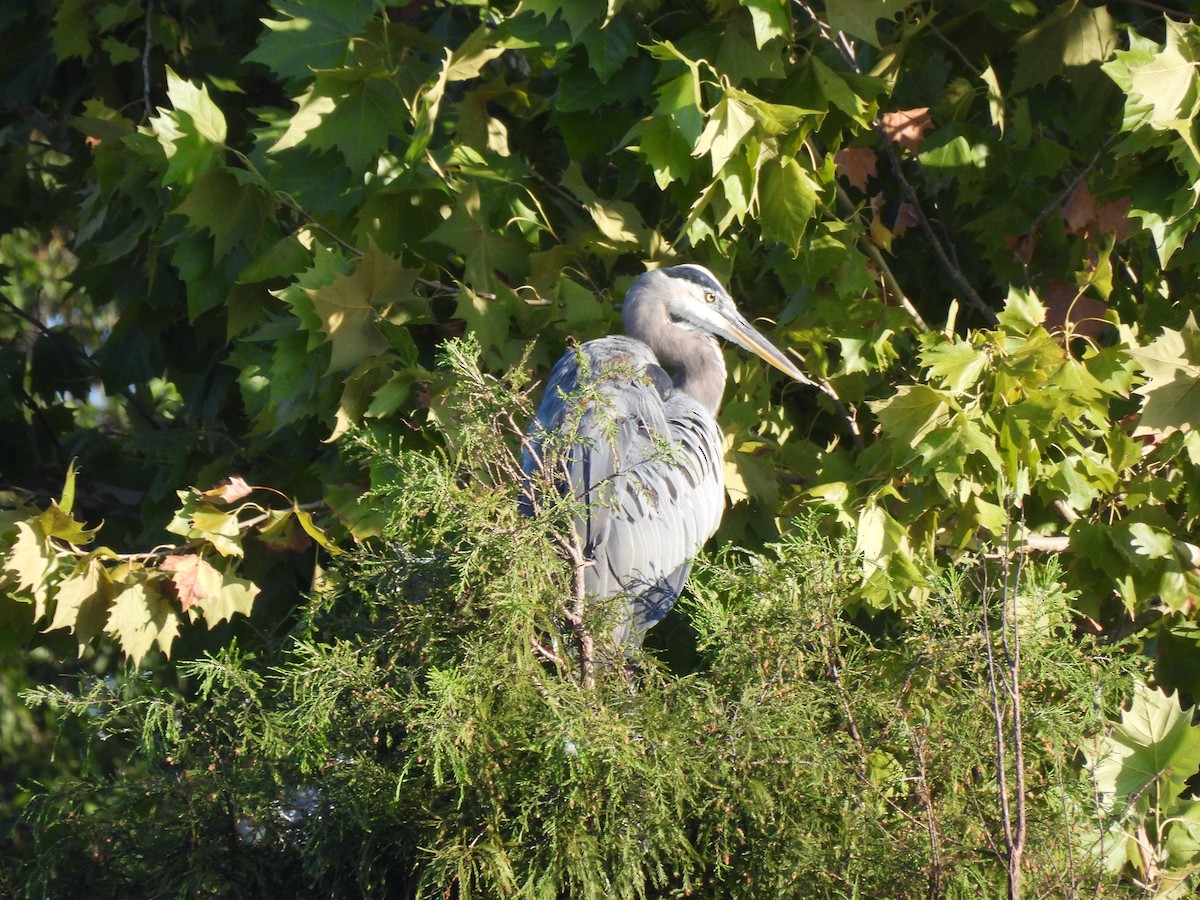 Great Blue Heron - ML642833580