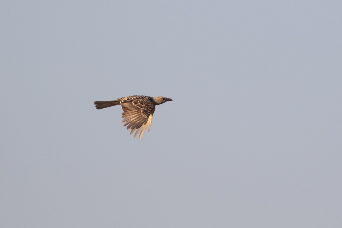 Great Bowerbird - ML642833581