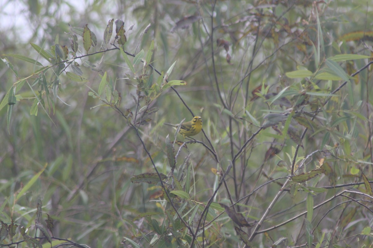 Prairie Warbler - ML642833587