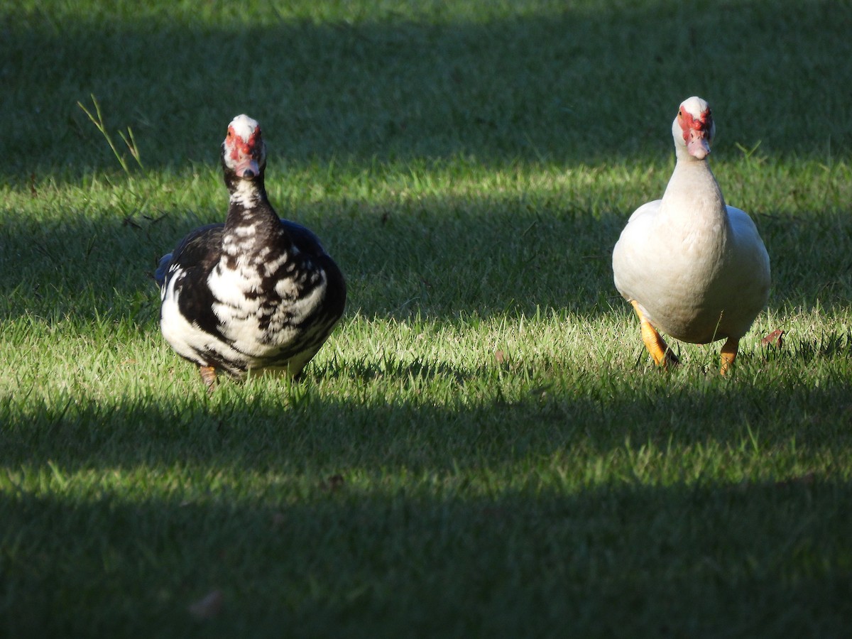 Muscovy Duck (Domestic type) - ML642833593