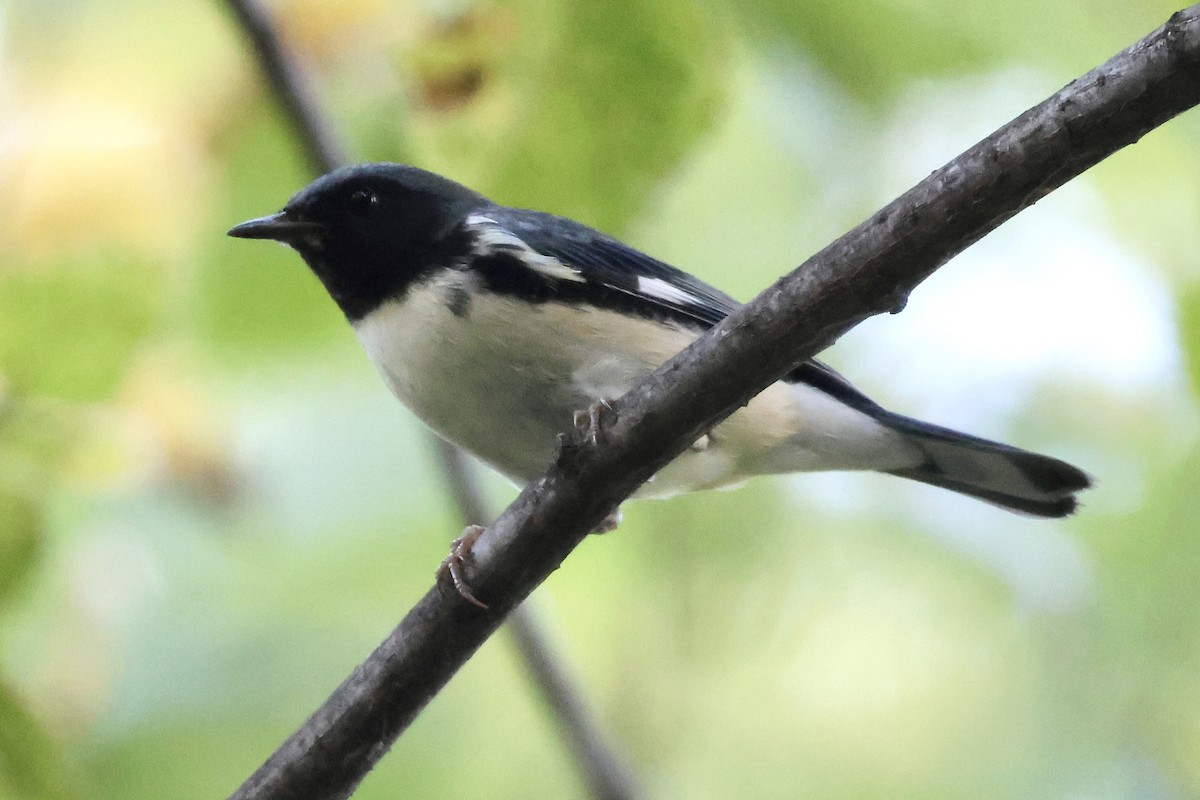 Black-throated Blue Warbler - ML642833597