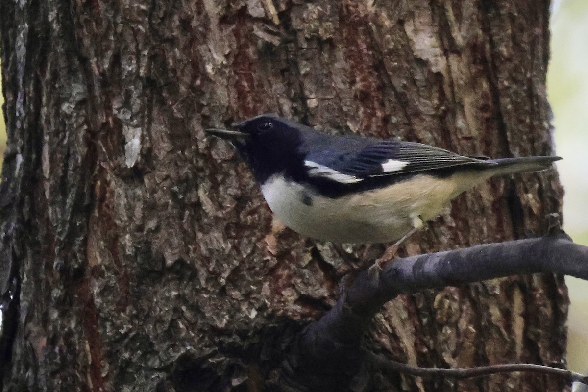 Black-throated Blue Warbler - ML642833598