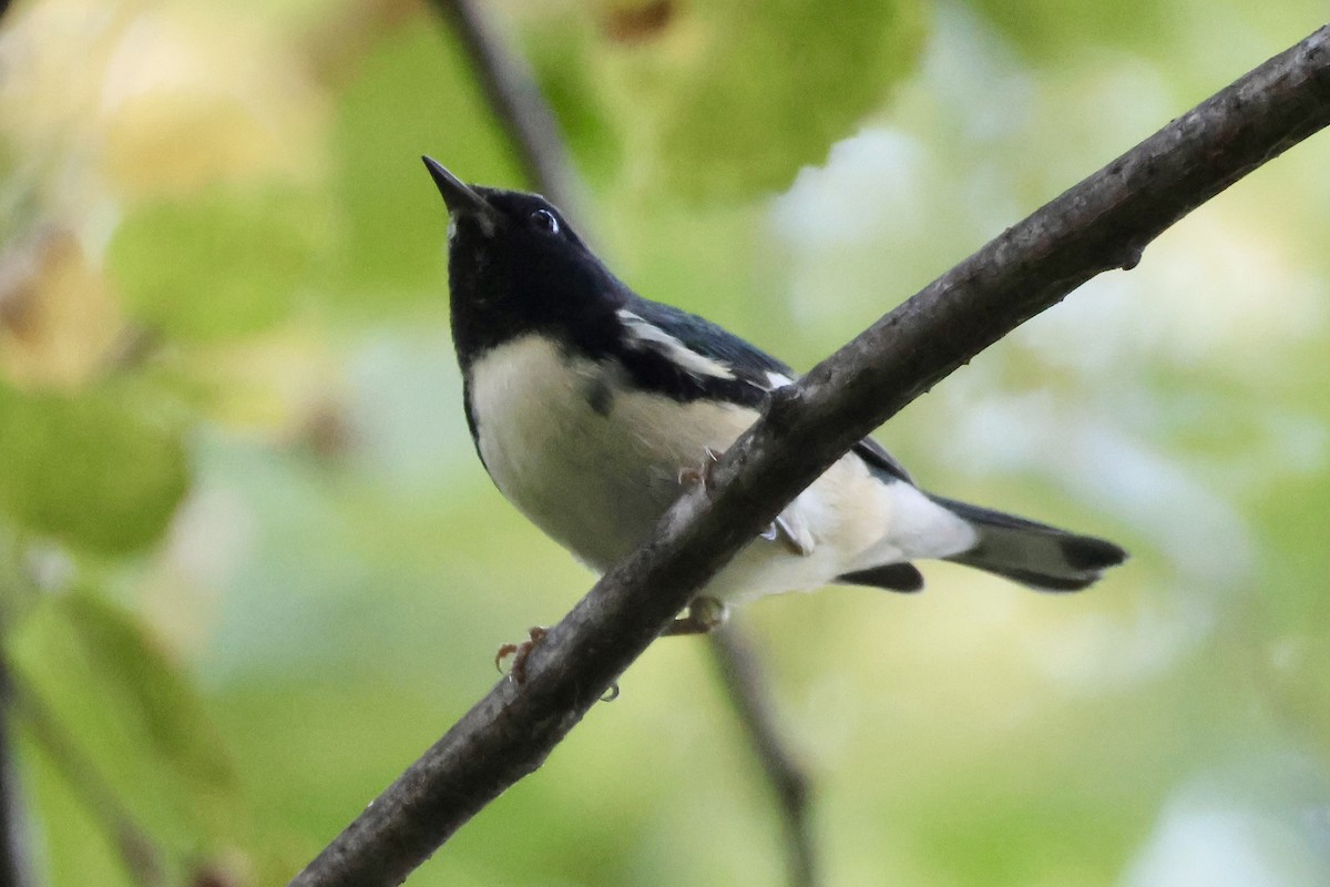 Black-throated Blue Warbler - ML642833599