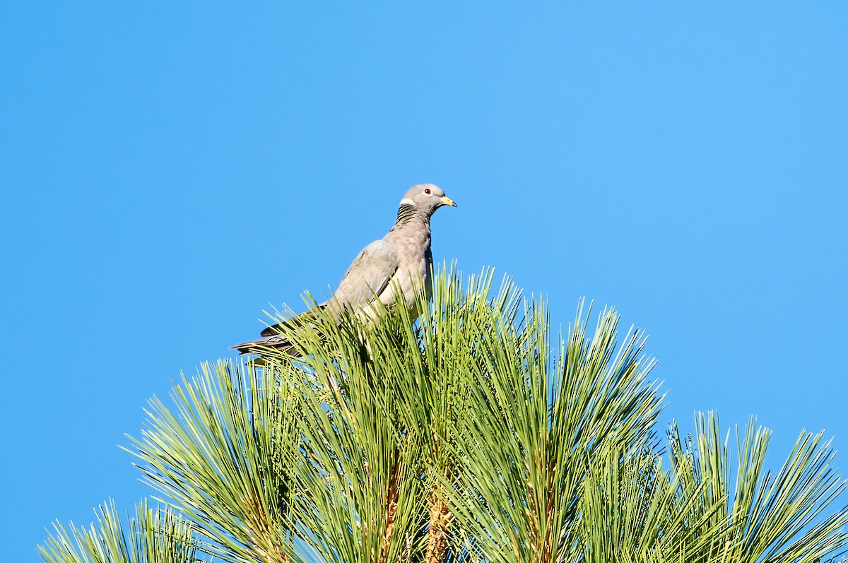 Band-tailed Pigeon - ML642833603