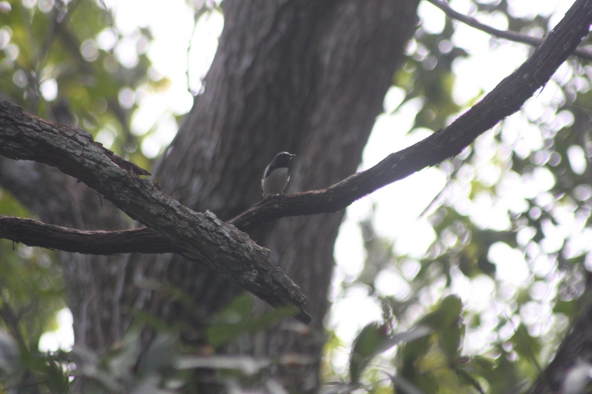 Black-throated Blue Warbler - ML642833607