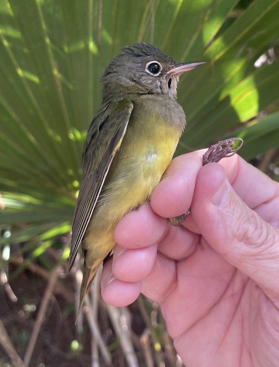 Connecticut Warbler - ML642833608
