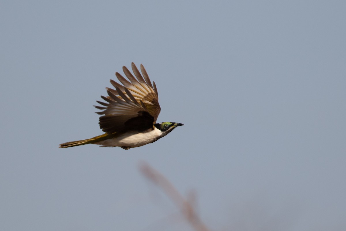 Blue-faced Honeyeater - ML642833610