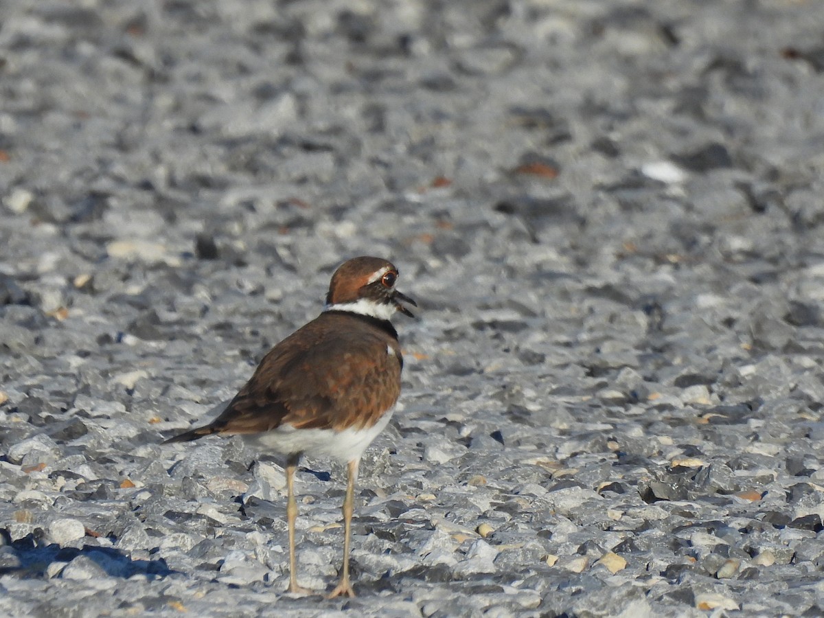 Killdeer - ML642833611