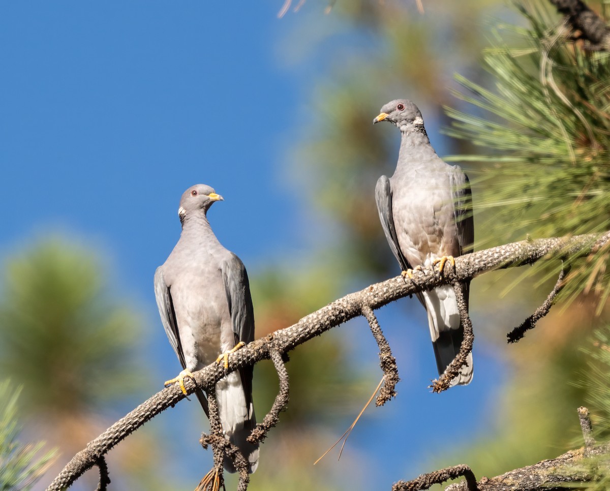 Band-tailed Pigeon - ML642833612