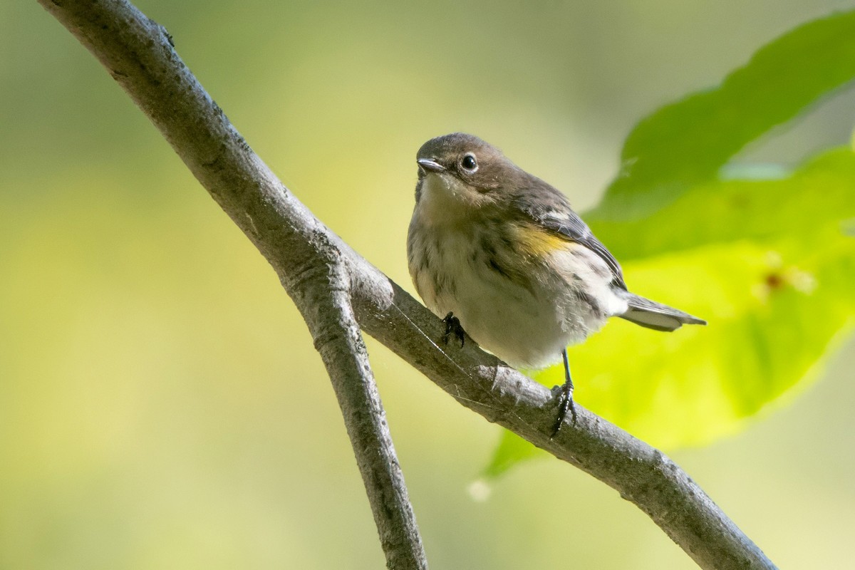 lesňáček žlutoskvrnný (ssp. coronata) - ML642833618