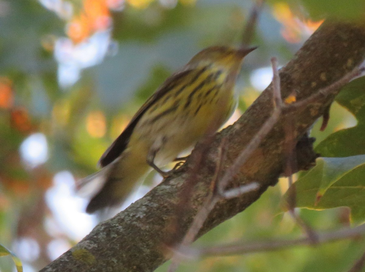 brunkinnparula - ML642833648