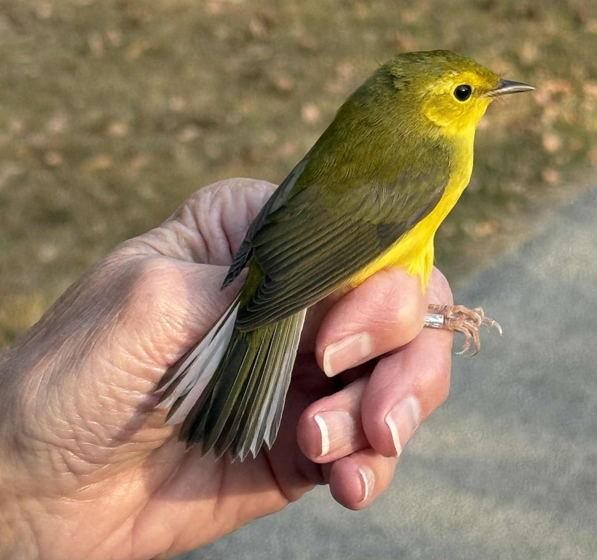 hetteparula - ML642833652