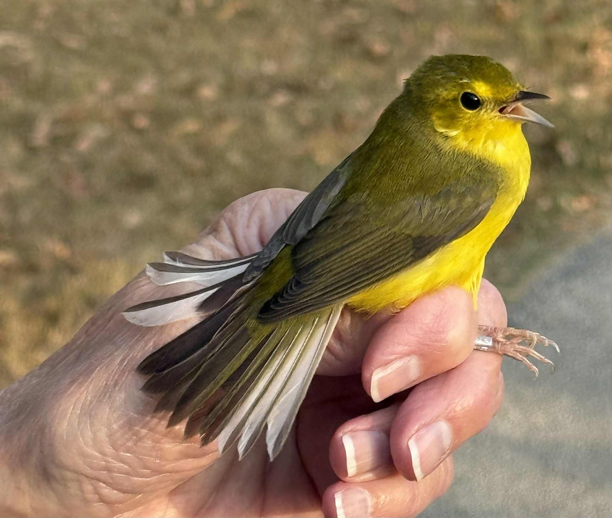 hetteparula - ML642833653