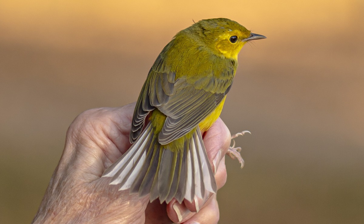 hetteparula - ML642833655