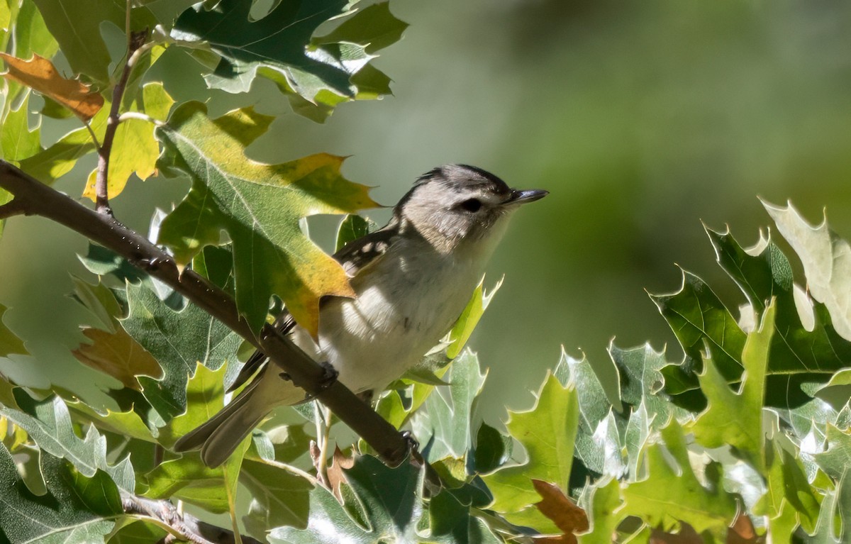 sangvireo - ML642833663