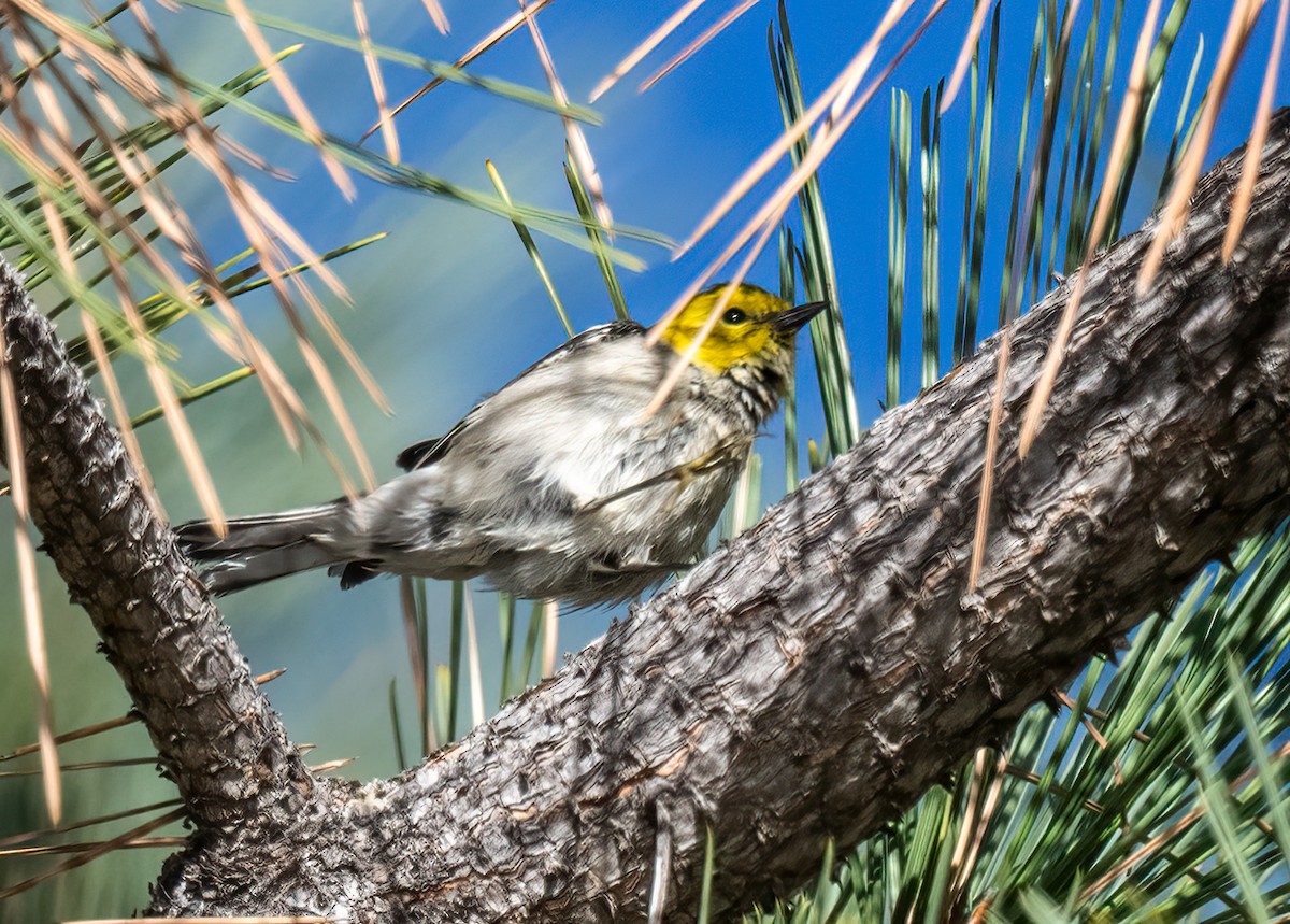 Hermit Warbler - ML642833674