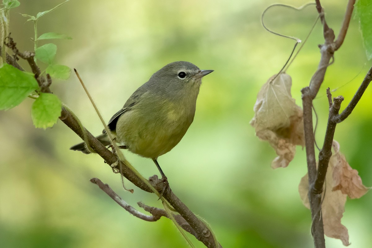 Orange-crowned Warbler (Gray-headed) - Sue Barth