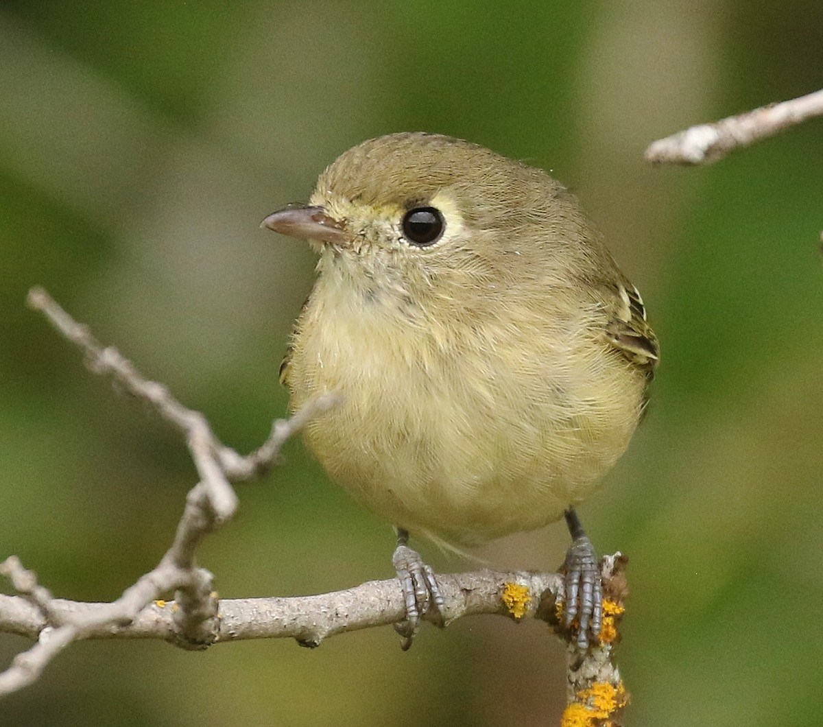 Hutton's Vireo - ML642833678