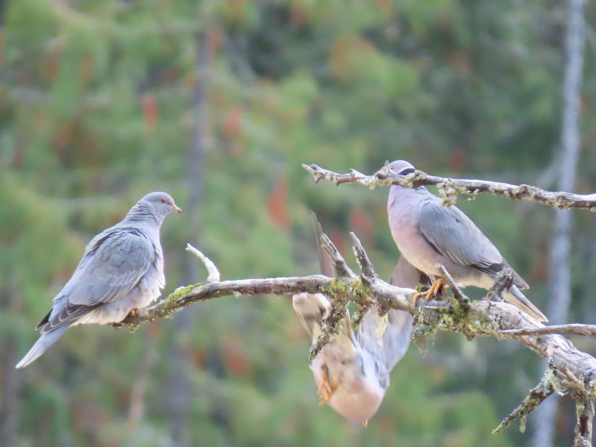 Band-tailed Pigeon - ML642833688
