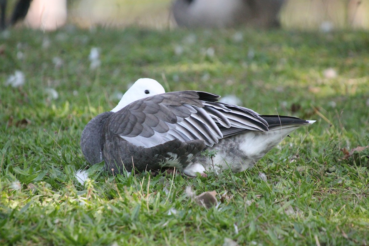 Snow Goose - ML642833689