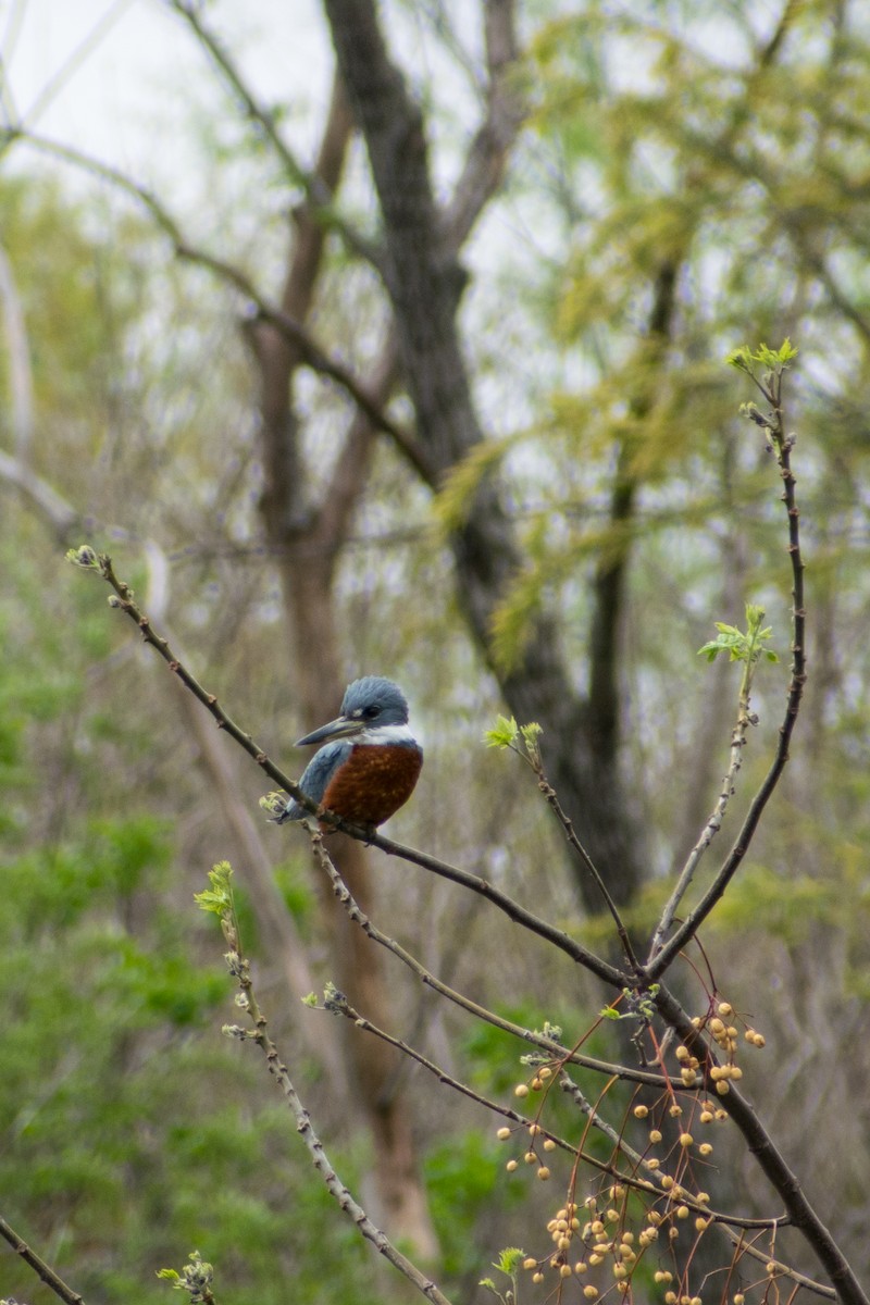 Ringed Kingfisher - ML642833696