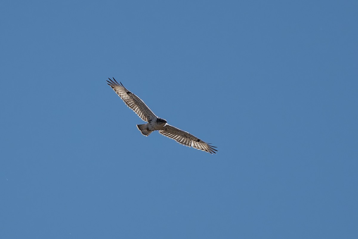Ferruginous Hawk - ML642833697