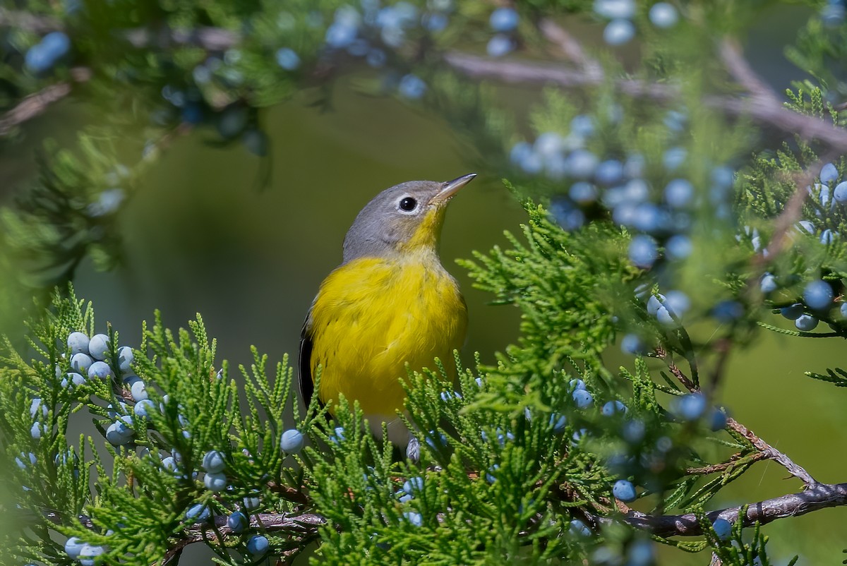 Magnolia Warbler - ML642833698