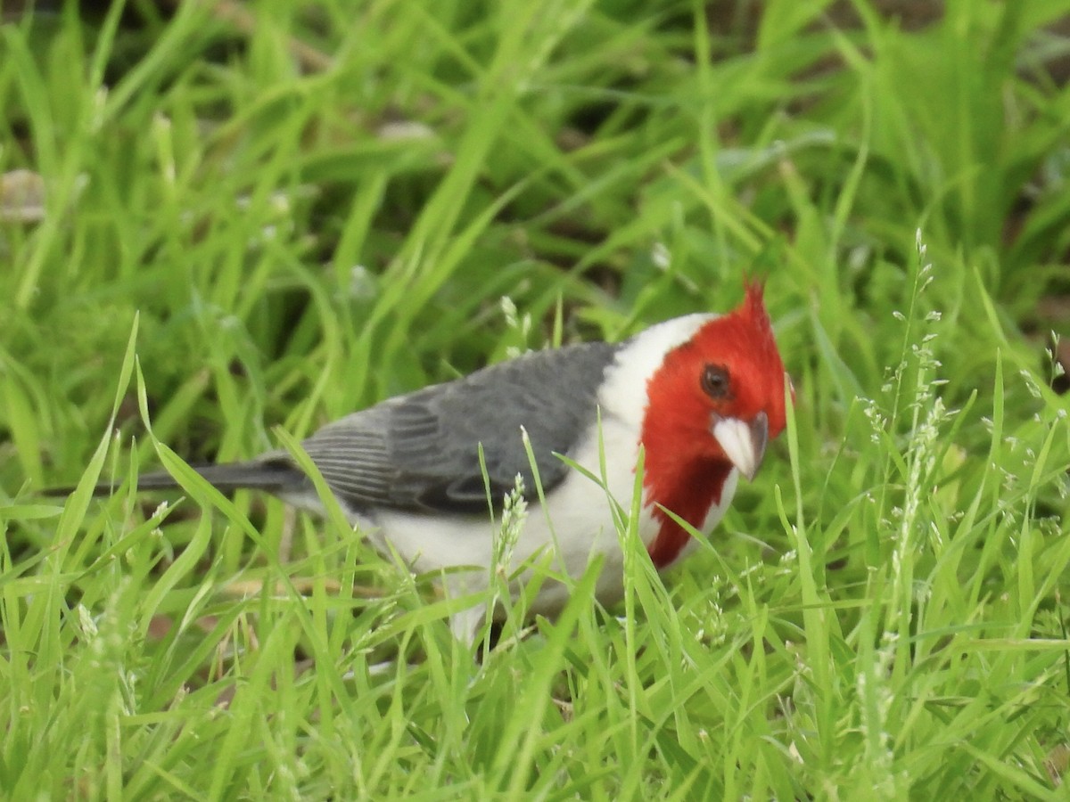 コウカンチョウ - ML642833729