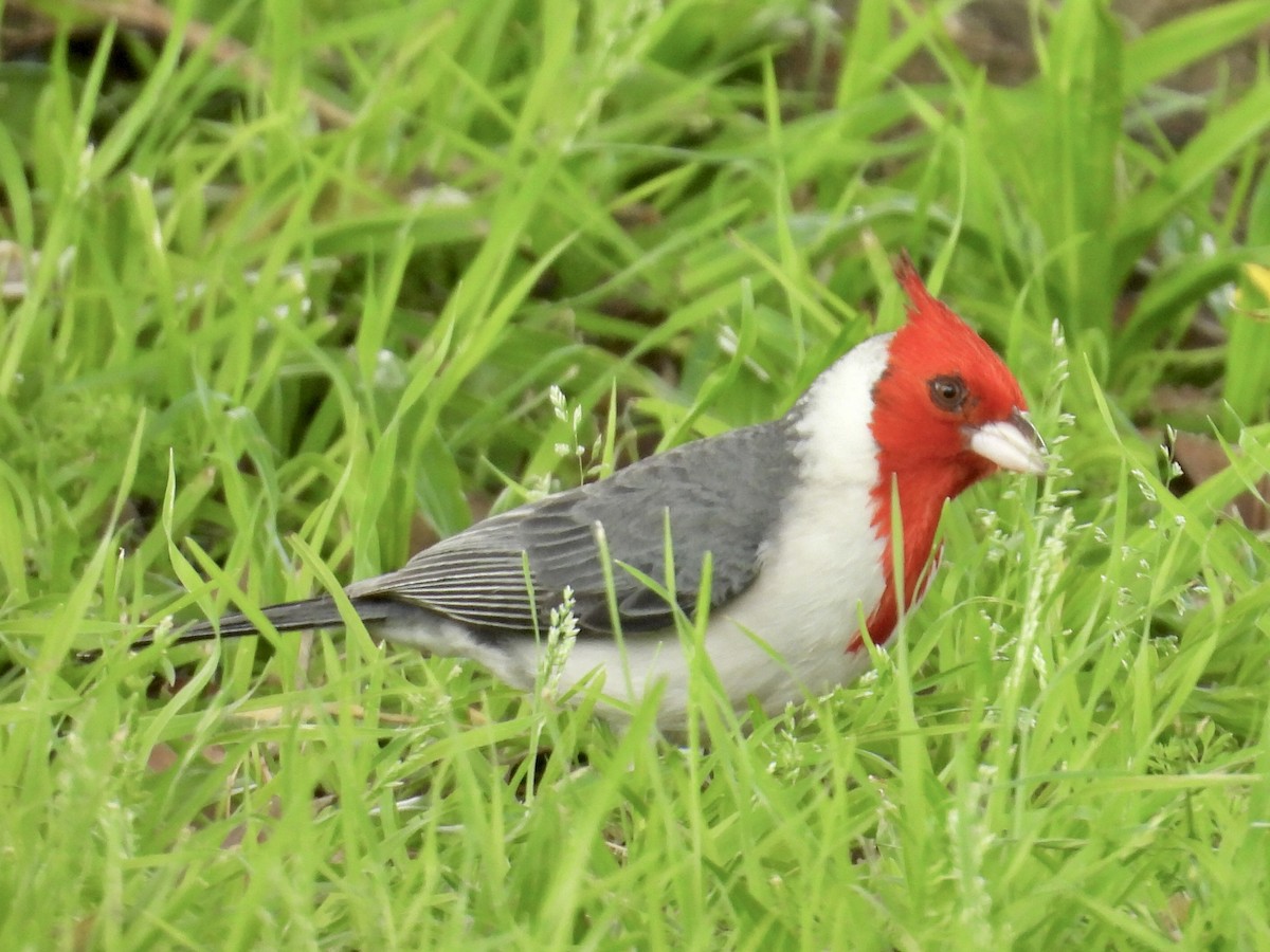 コウカンチョウ - ML642833730