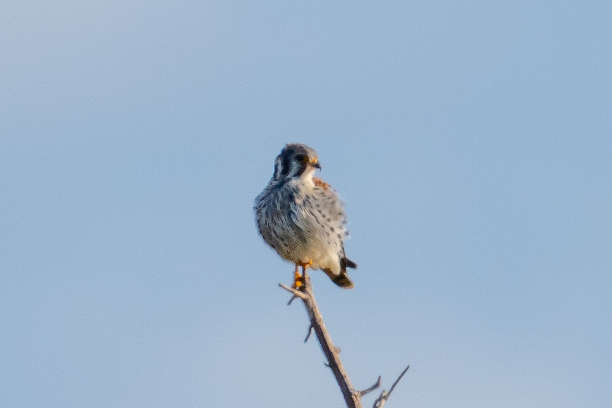 アメリカチョウゲンボウ - ML642833734