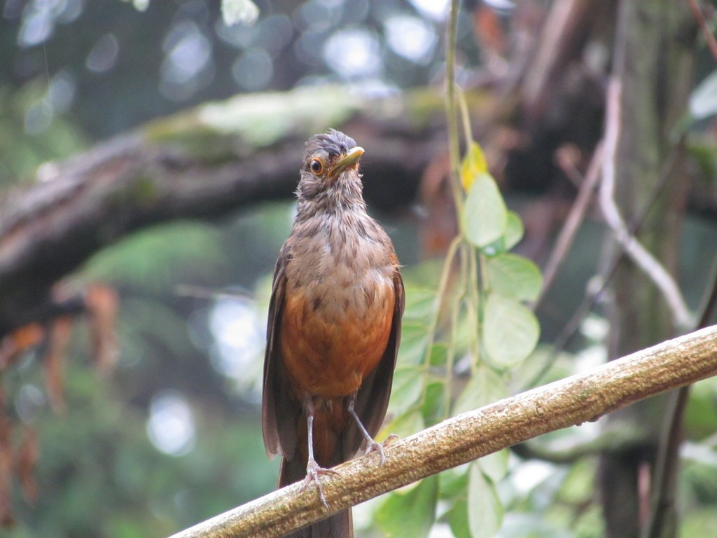Rufous-bellied Thrush - ML642833752