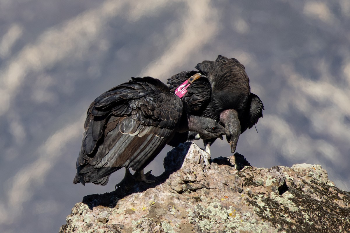 Condor de Californie - ML642833759