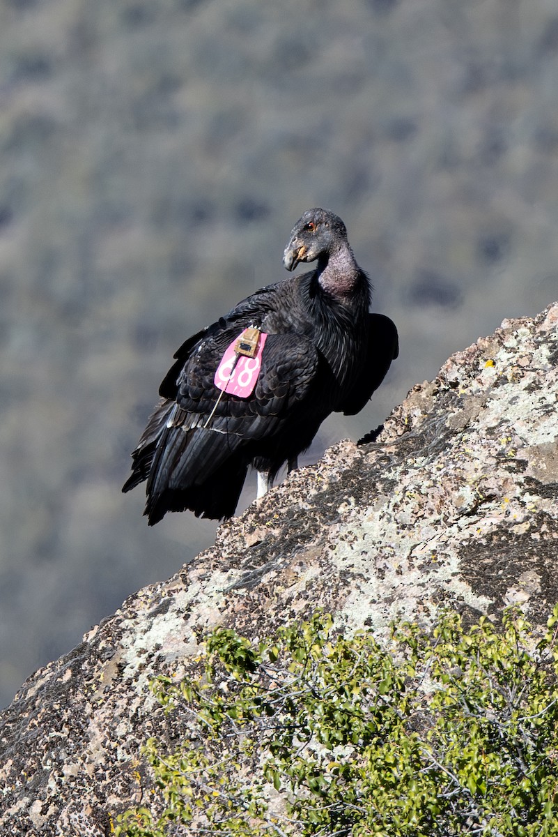 Condor de Californie - ML642833760