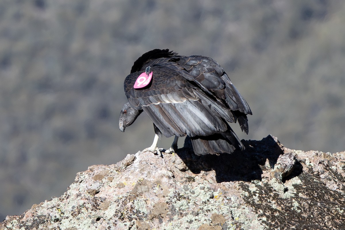 Condor de Californie - ML642833761