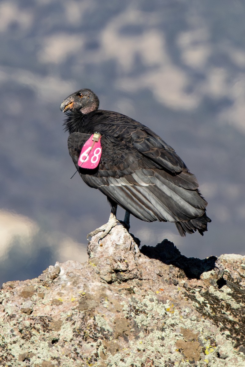 Condor de Californie - ML642833762