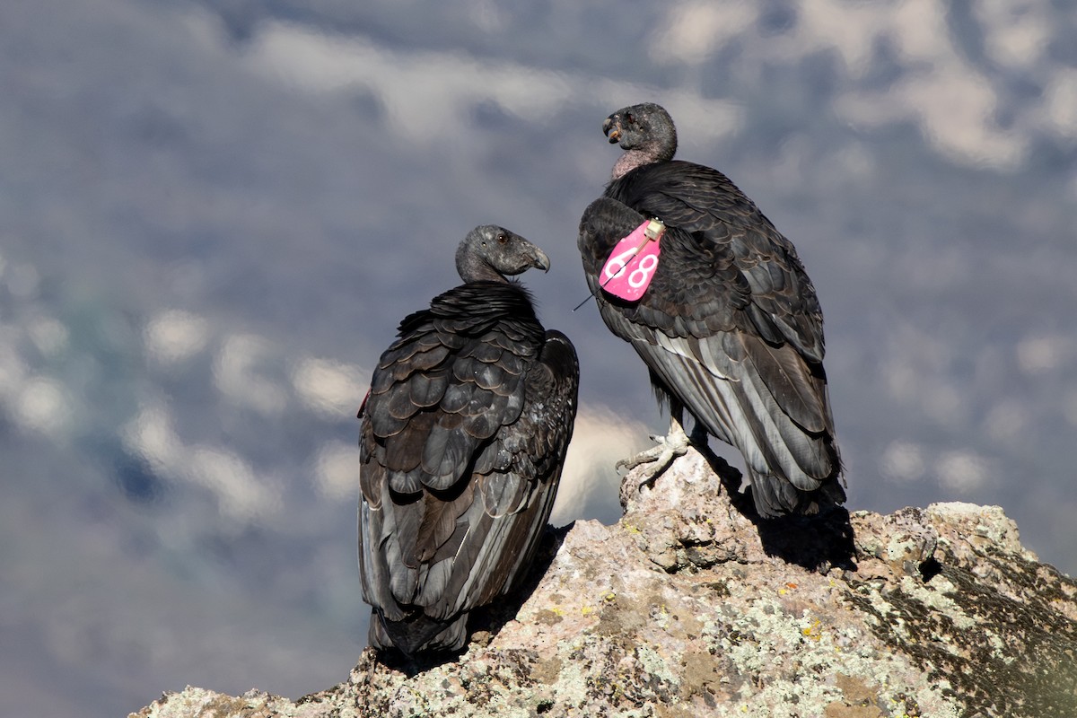 Condor de Californie - ML642833763